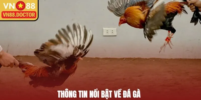 Thông tin nổi bật về đá gà